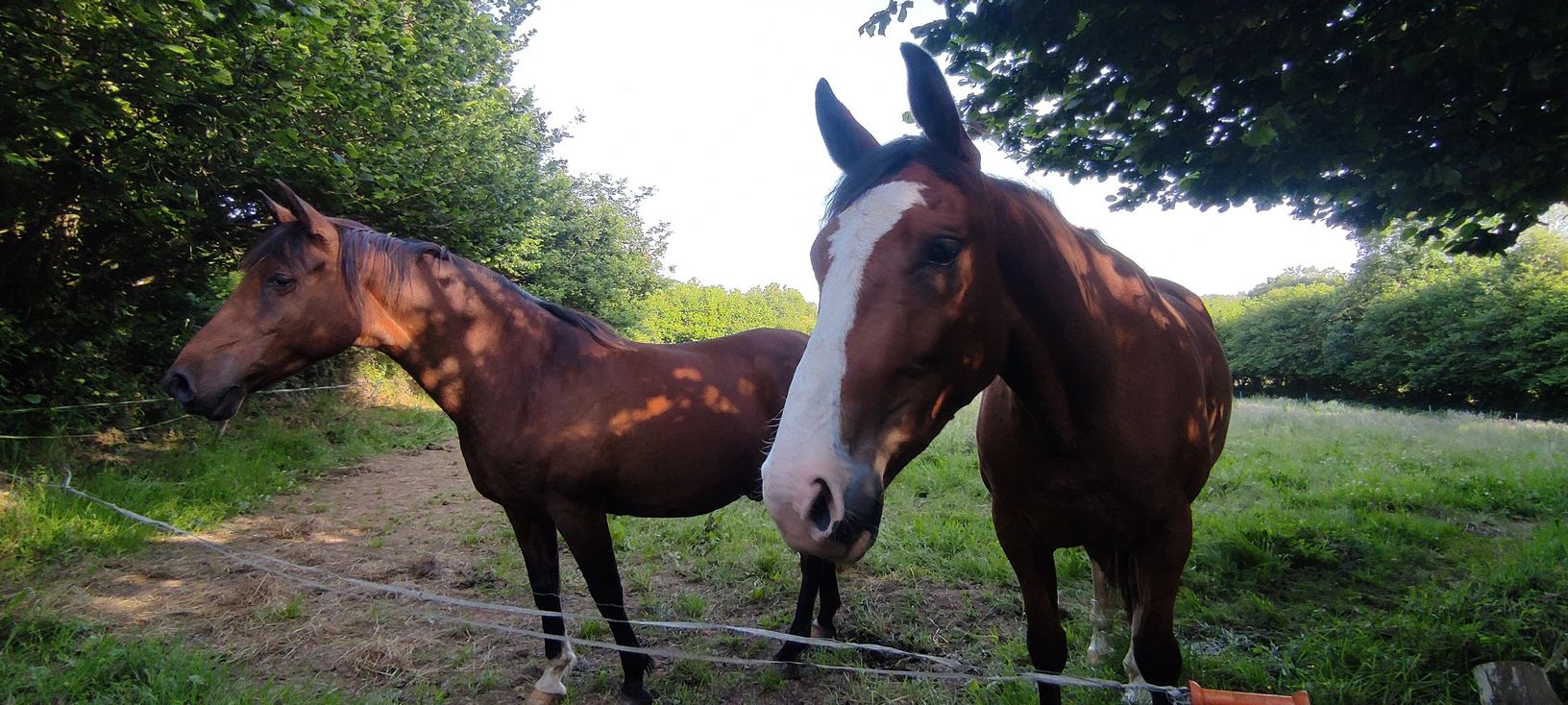 Animaux bretons - Image 1