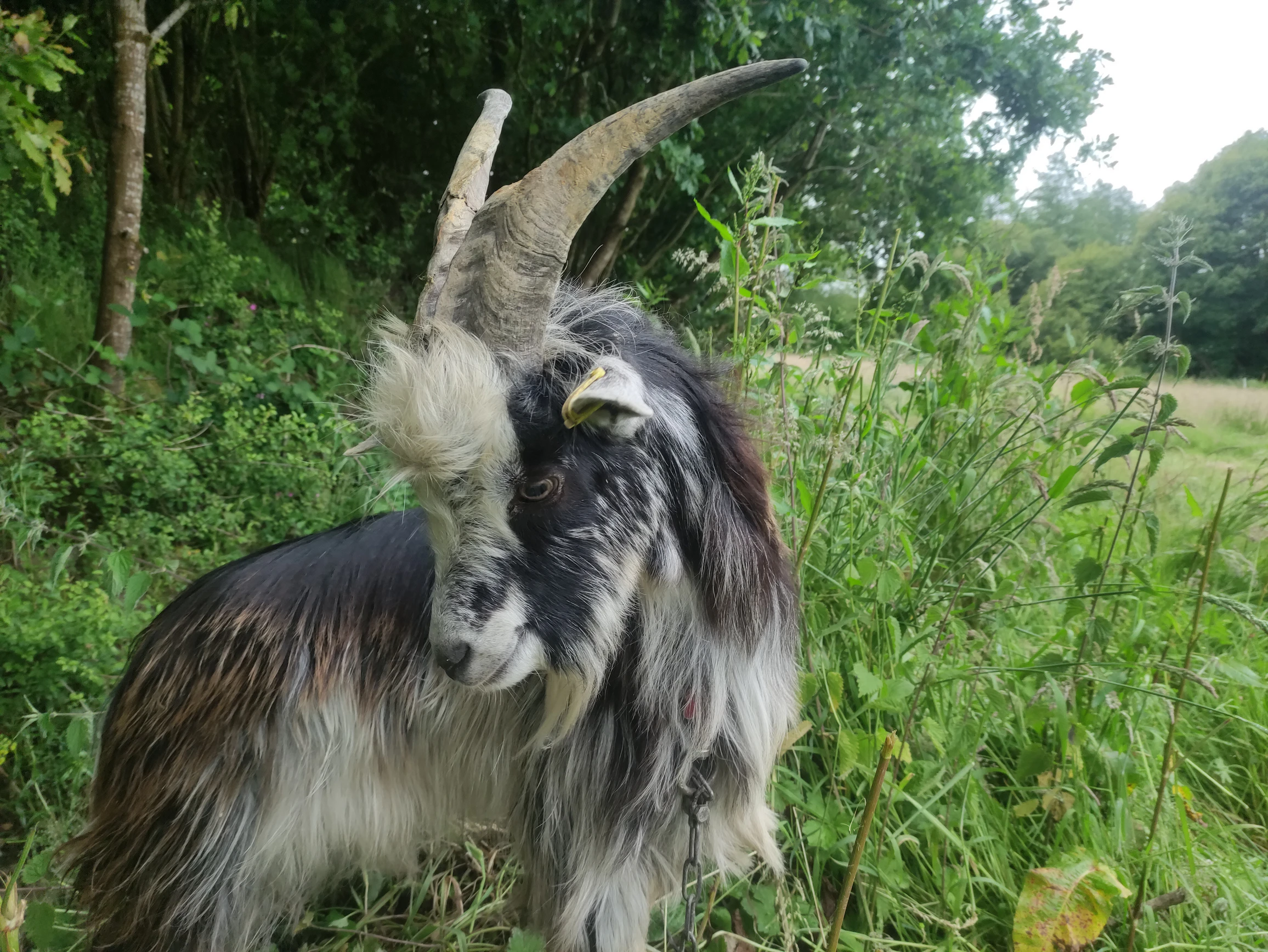 Animaux bretons - Image 4